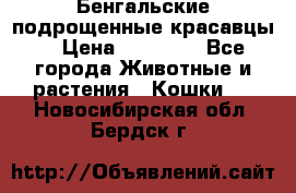 Бенгальские подрощенные красавцы. › Цена ­ 20 000 - Все города Животные и растения » Кошки   . Новосибирская обл.,Бердск г.